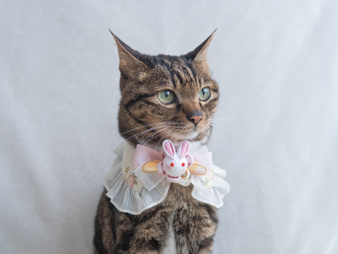 【 白兔・ウサギ】宠物领巾 猫咪/狗狗 花花 布花 - 项圈/牵绳 - 棉 粉红色
