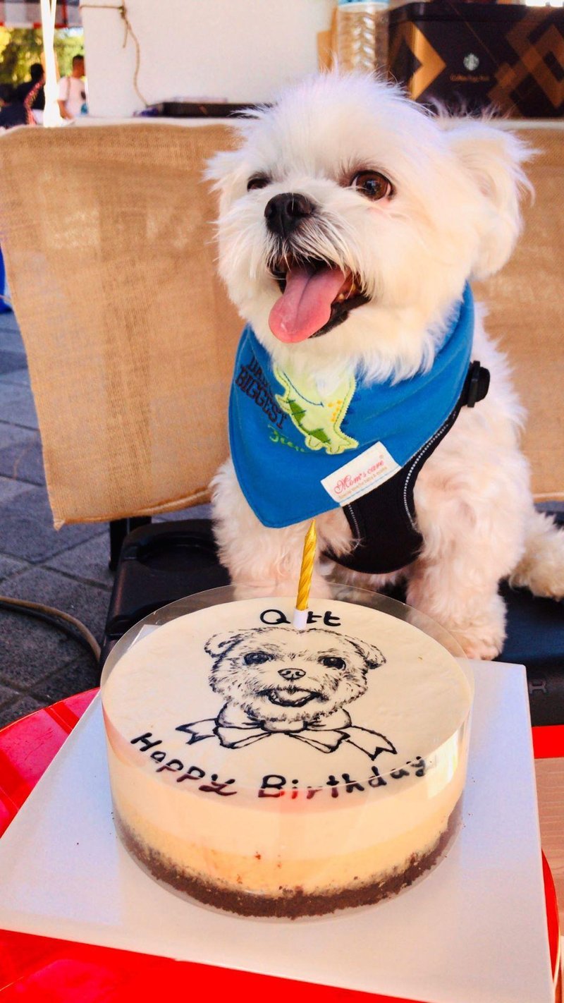 【定价】奶酪勾画_宠物可食蛋糕(5-6寸) - 零食/点心 - 新鲜食材 透明