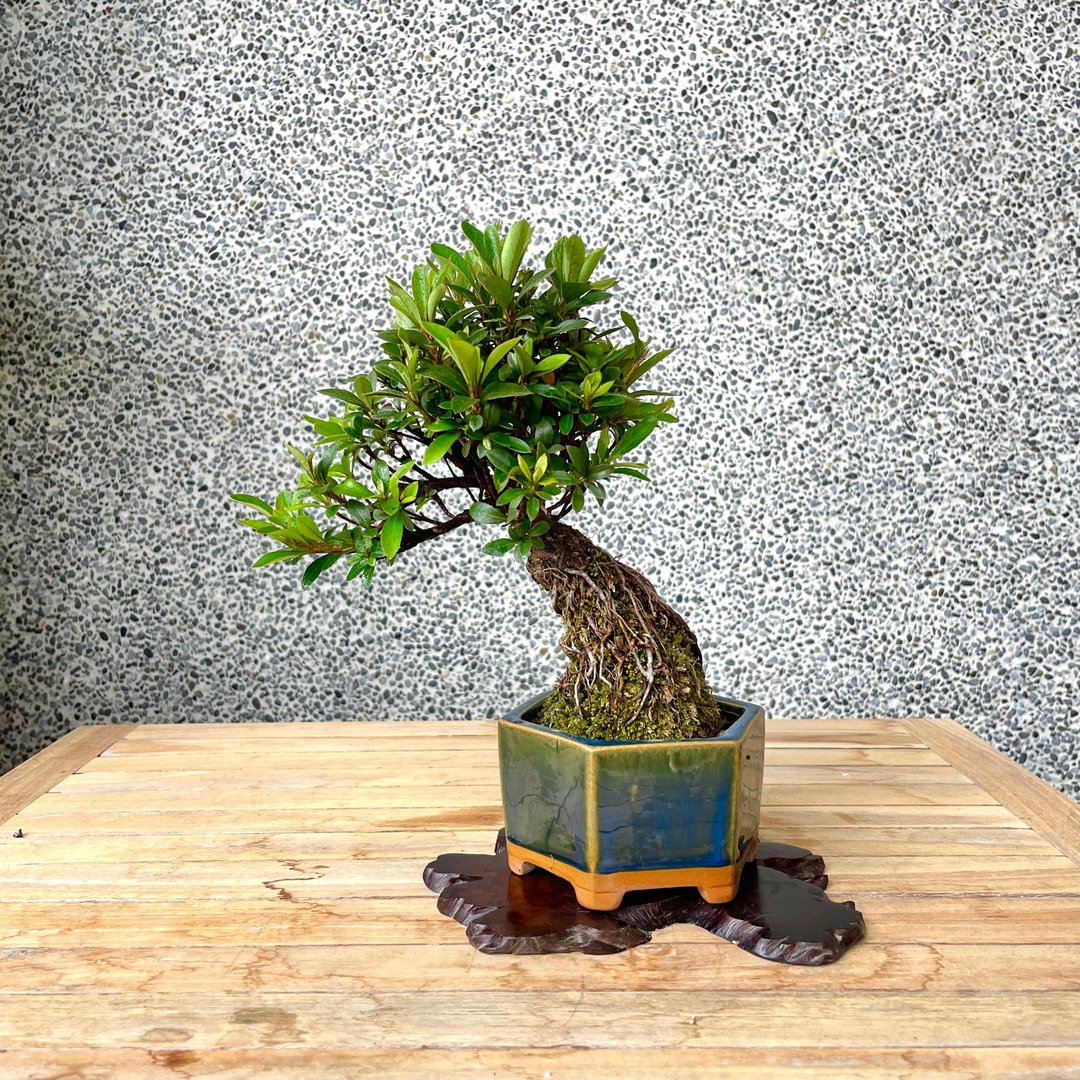 小品盆栽-日本皋月杜鹃 红小星 盆景 送礼 - 植栽/盆栽 - 植物．花 