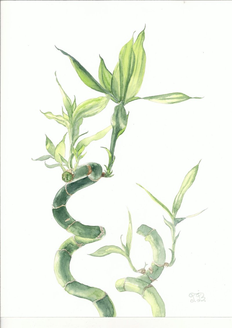 原创水彩画《竹子和谐写实花卉艺术》40 x 30 厘米 - 墙贴/壁贴 - 纸 绿色