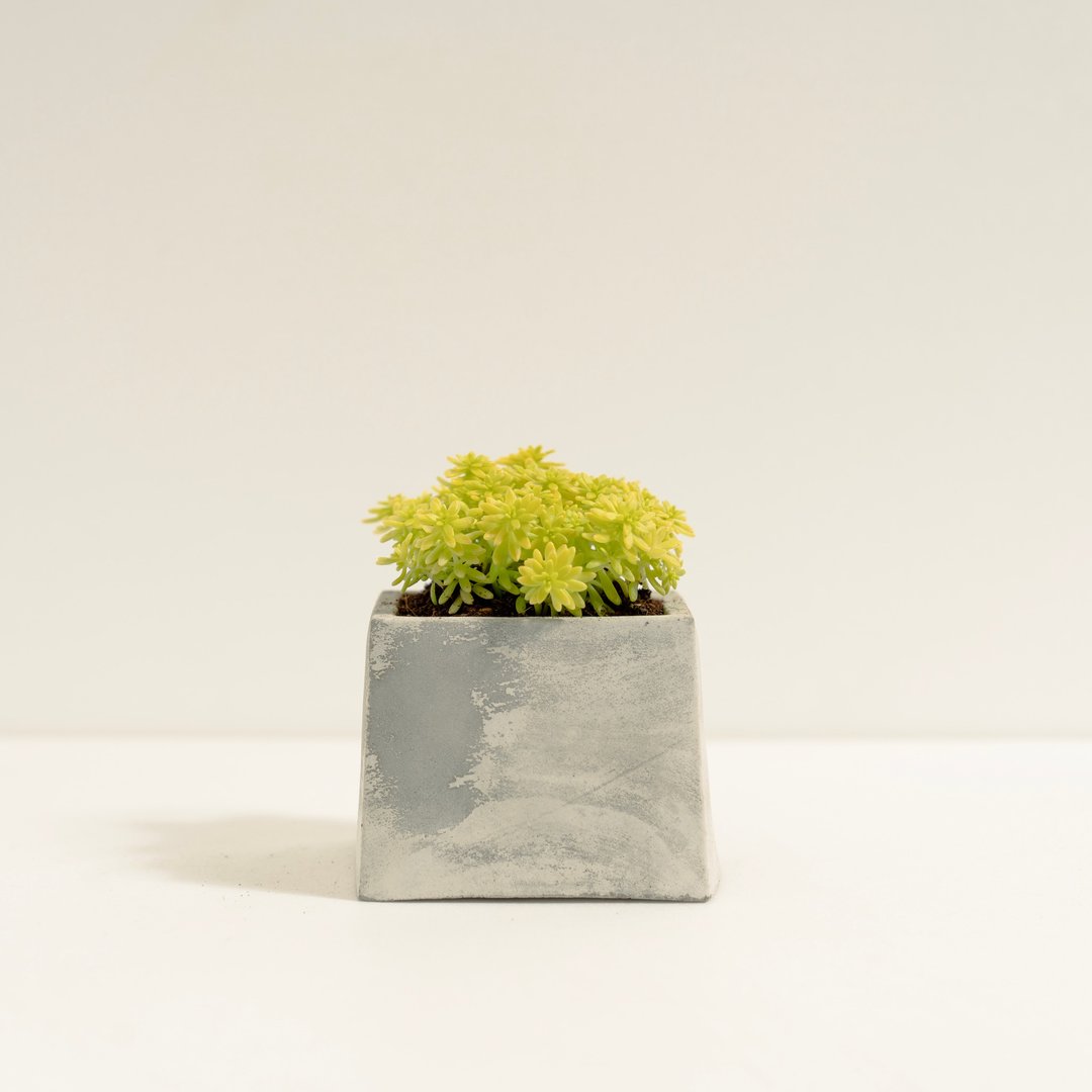 黄金万年草│泥作系列│福所栽 - 植栽/盆栽 - 水泥 黄色