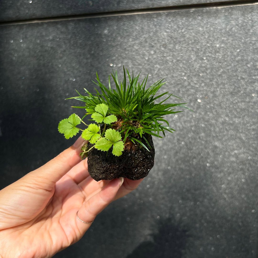 日本极姬石菖蒲 合植山野草 - 植栽/盆栽 - 陶 
