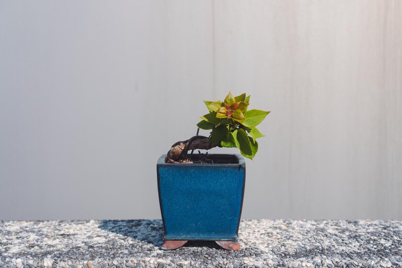 出清价 重瓣九重葛迷你盆栽 三角梅 花果盆栽 盆体边角有裂痕 - 植栽/盆栽 - 植物．花 绿色