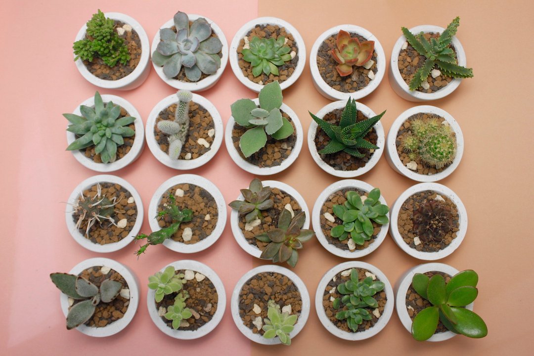 加购- 植物10 0 元DIY组合 - 植栽 - 植物．花 绿色