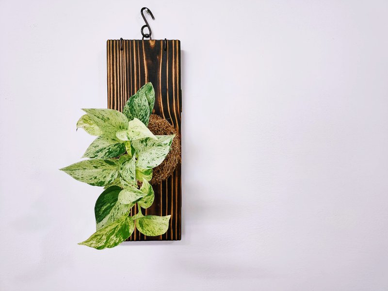 雪花葛苔球│大理石皇后│板植│居家装饰│窗边植物│观叶植物 - 植栽/盆栽 - 植物．花 黄色