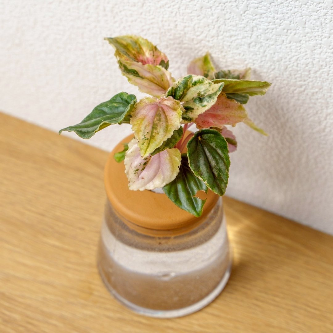 彩虹皱叶椒草 三角水耕盆栽 室内植物 观叶植物 礼物 水培 - 植栽/盆栽 - 植物．花 透明