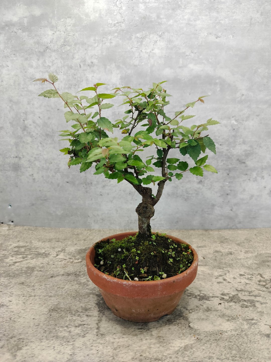 陶盆盆栽-台湾榉木   植物 盆栽 - 植栽/盆栽 - 植物．花 