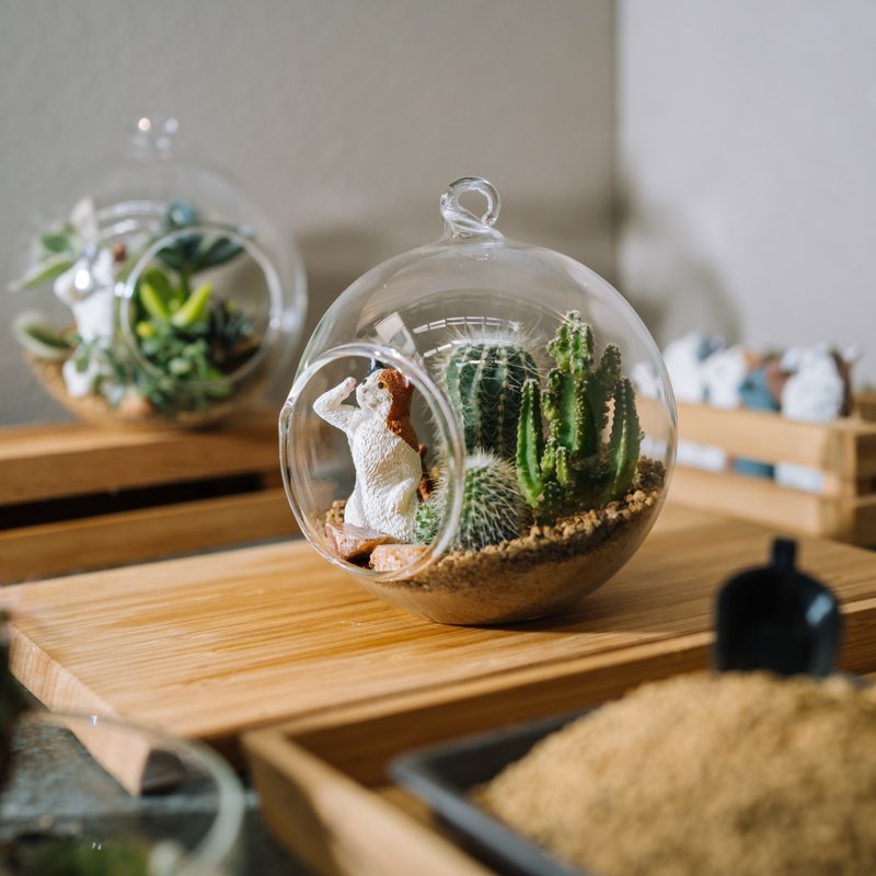 玻璃球世界 中球球版 - 植栽 - 植物．花 透明