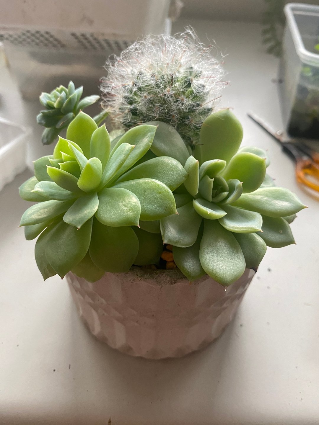与多肉仙人掌的对话 - 植栽 - 植物．花 