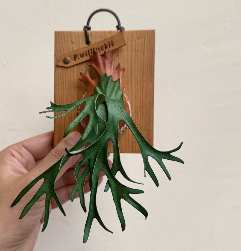 印尼爪哇皮革鹿角蕨 - 墙贴/壁贴 - 真皮 