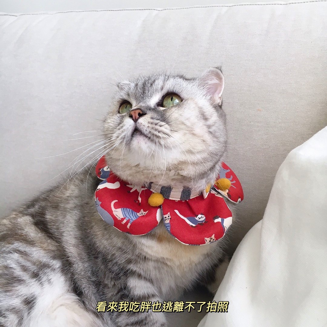 【恰氏手作】猫猫俱乐部 大花瓣宠物领巾 项圈 围脖 猫 狗 - 项圈/牵绳 - 棉 