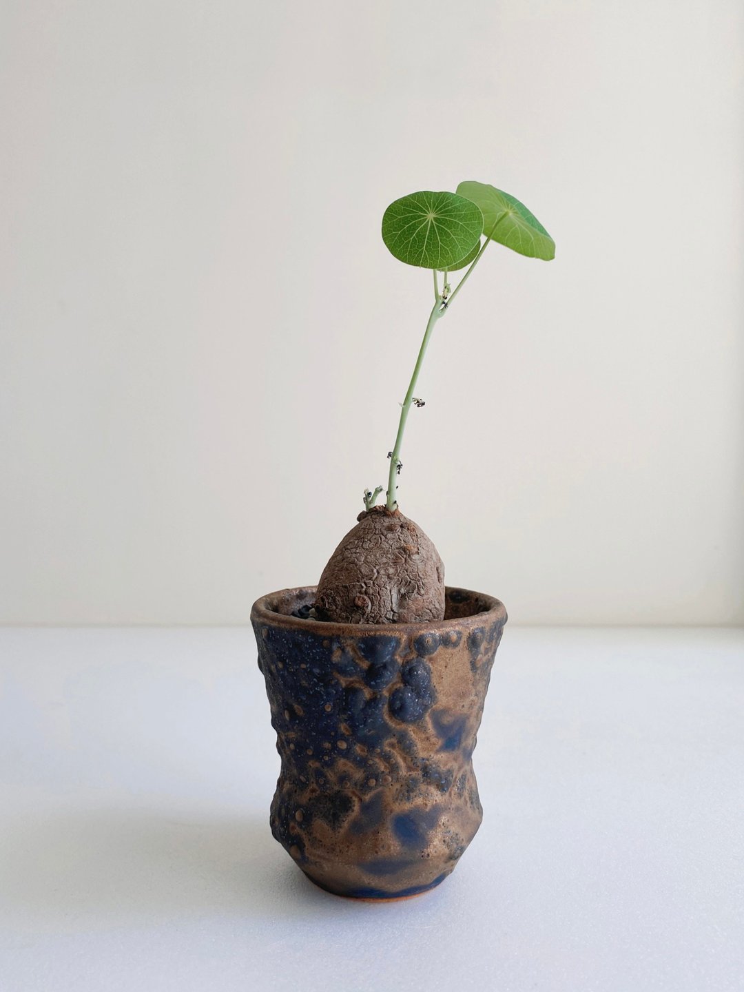 奇异山乌龟与陨石般黑金陶 - 植栽/盆栽 - 陶 金色
