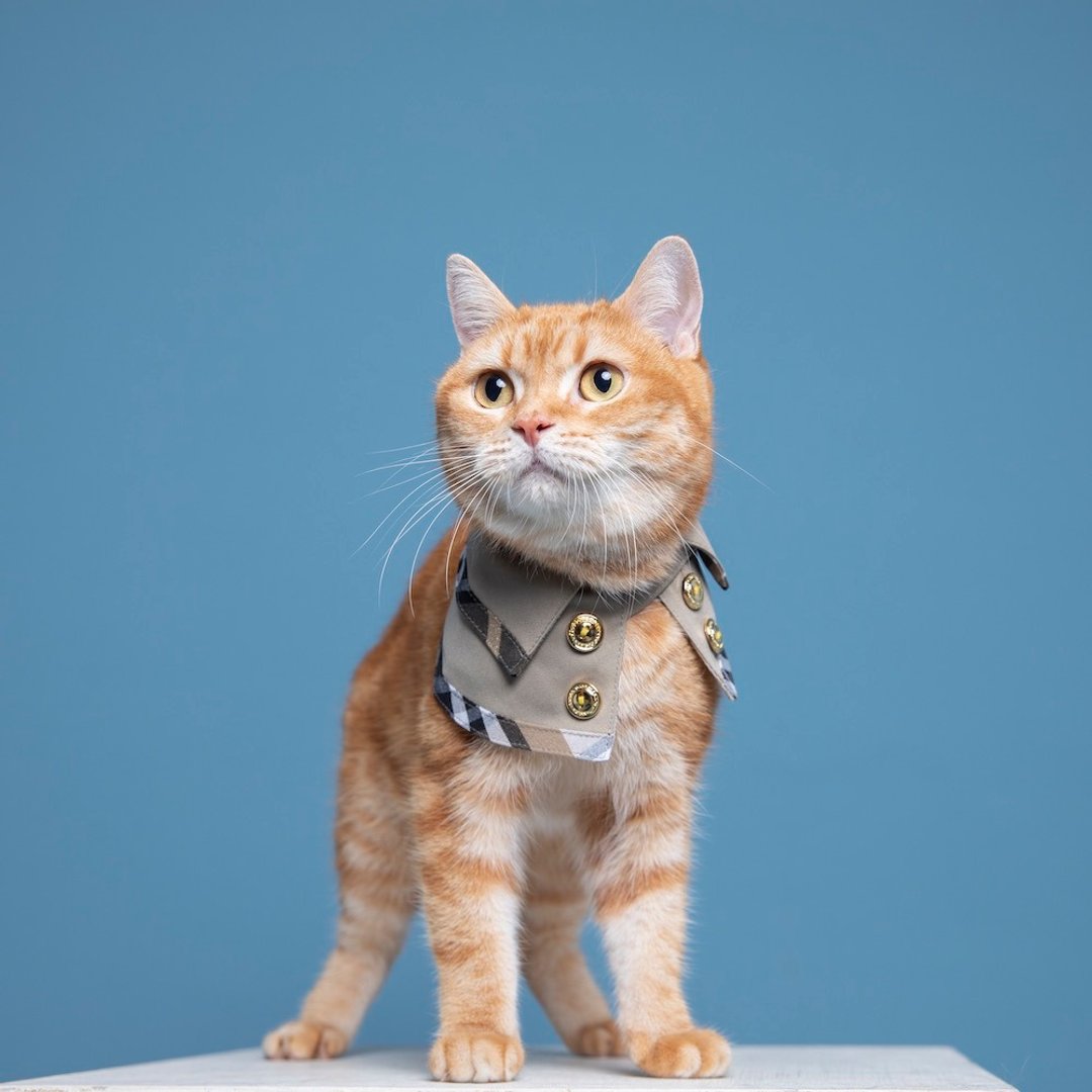宠物温莎公爵双面风衣 - 猫 - 贵族黑 - 衣/帽 - 棉 多色