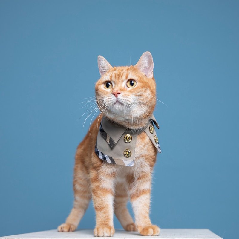 宠物温莎公爵双面风衣 - 猫 - 贵族黑 - 衣/帽 - 棉 多色