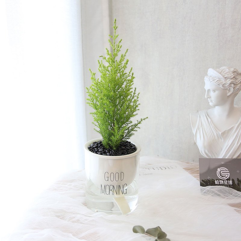 PD161香冠柏吸水盆栽 - 植栽/盆栽 - 植物．花 