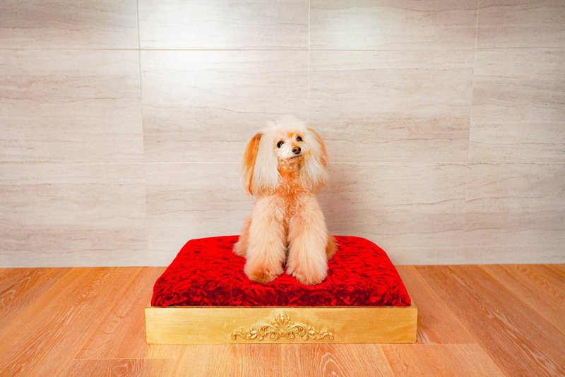 Dog bed Cat bed antique gold frame, Red velvet fabric pet sofa bed - 其他家具 - 木头 金色