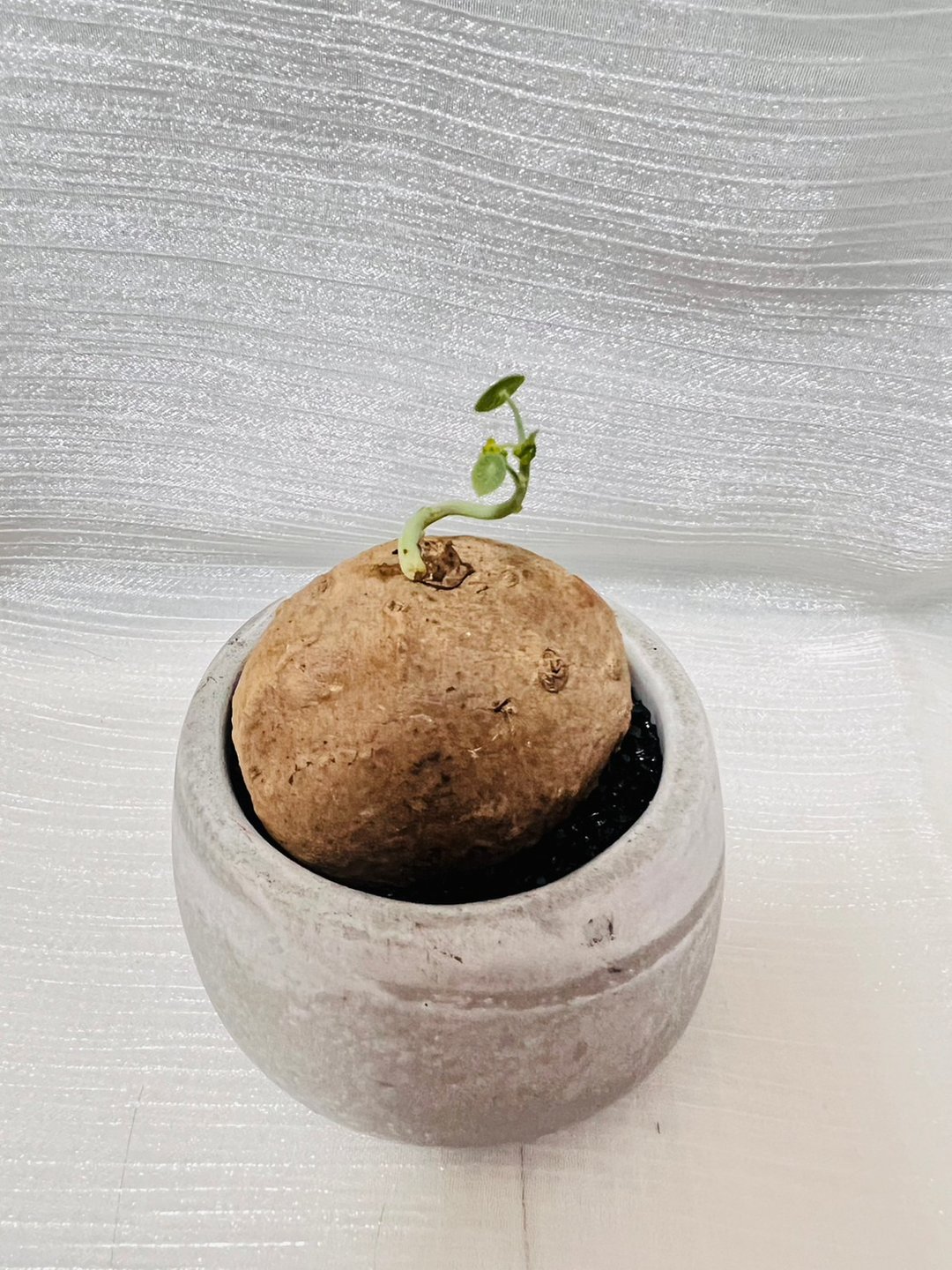圆叶山乌龟 (m) 已发芽 块根植物 附攀爬架 - 植栽/盆栽 - 水泥 灰色