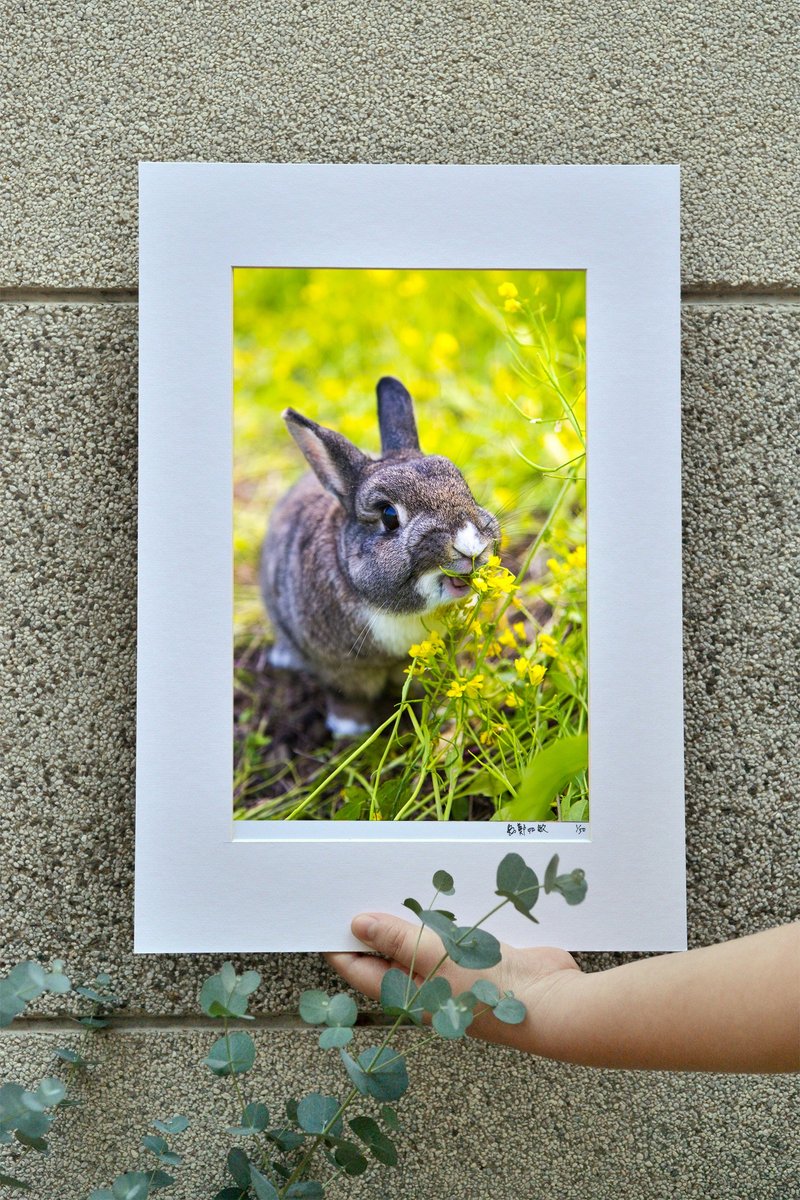 限量兔子摄影艺术原作 - 开心 - 摆饰 - 纸 黄色