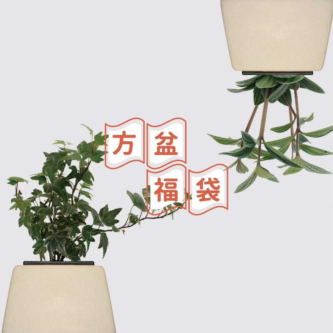 │ 圣诞 7 折礼包 │ 方盆五件组 现省893 - 植栽/盆栽 - 陶 