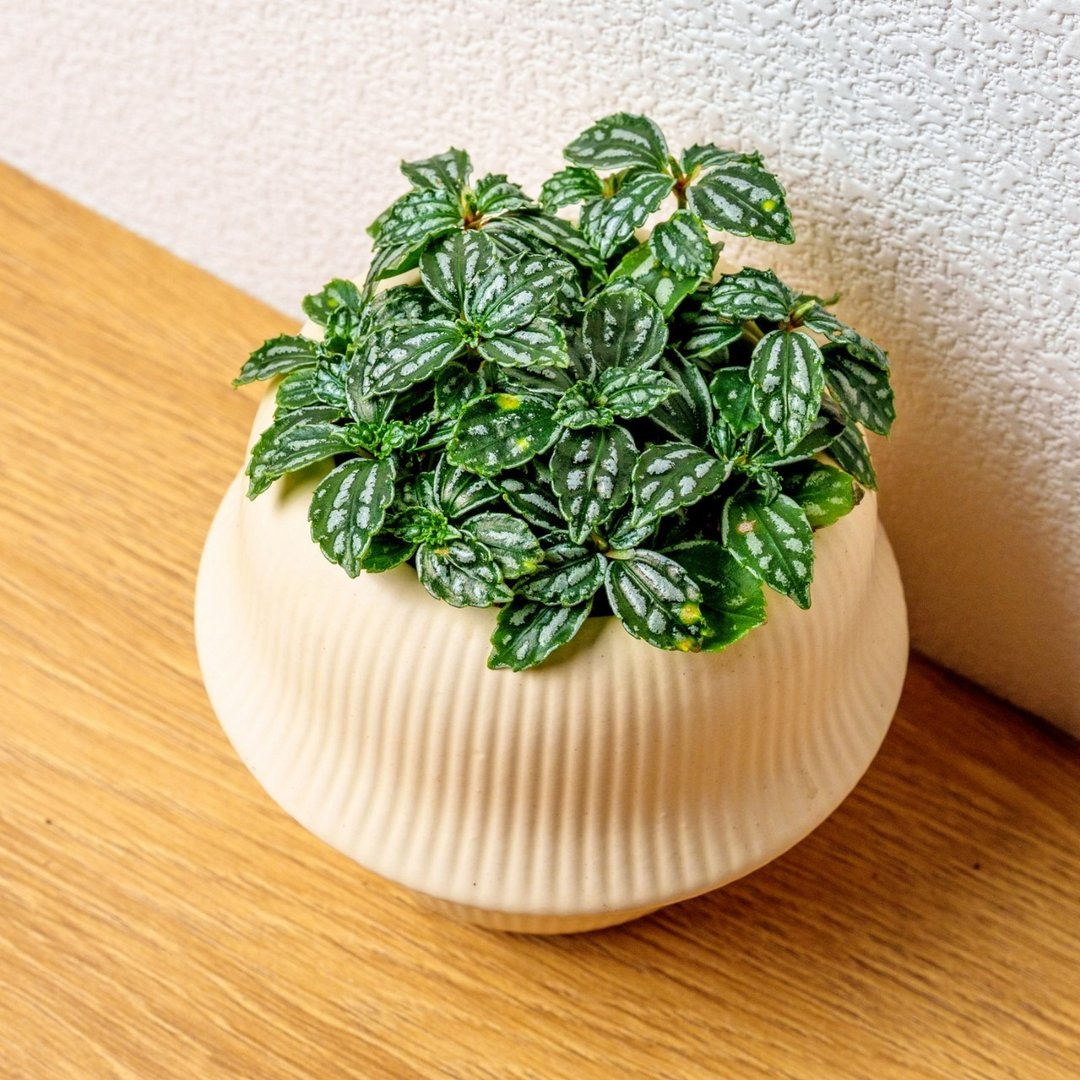 冷水花 现代感圆弧陶瓷盆浅黄色 桌上型盆栽 观叶植物 礼物 盆栽 - 植栽/盆栽 - 陶 黄色