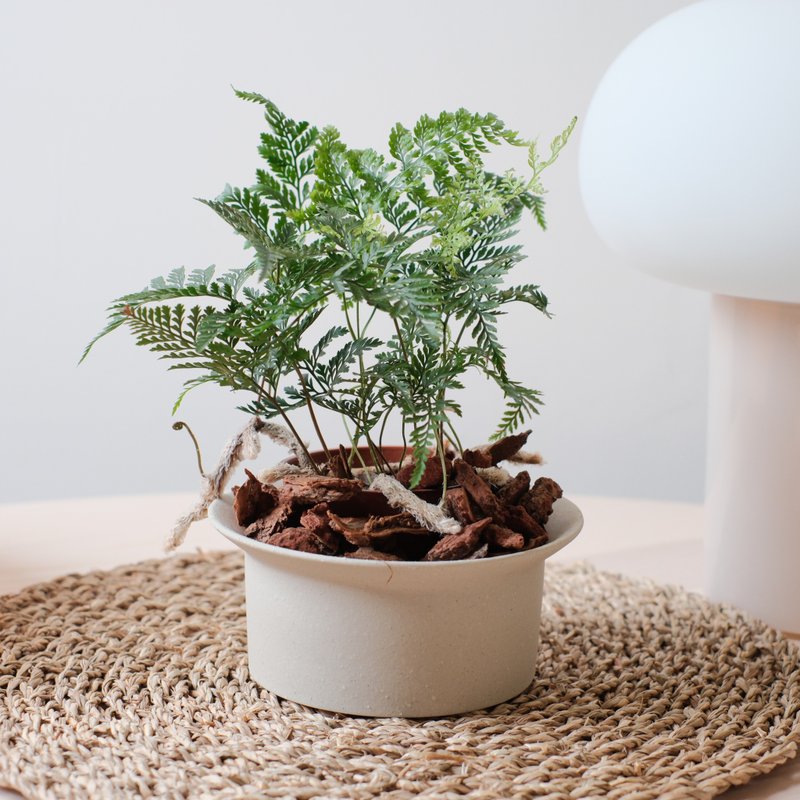 兔脚蕨 | 室内植物 | 耐阴植物 - 植栽/盆栽 - 植物．花 