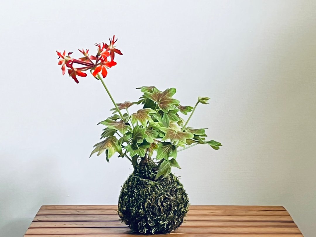 枫叶天竺葵 l  植物苔球 观叶 室内植栽 礼物 - 植栽/盆栽 - 植物．花 