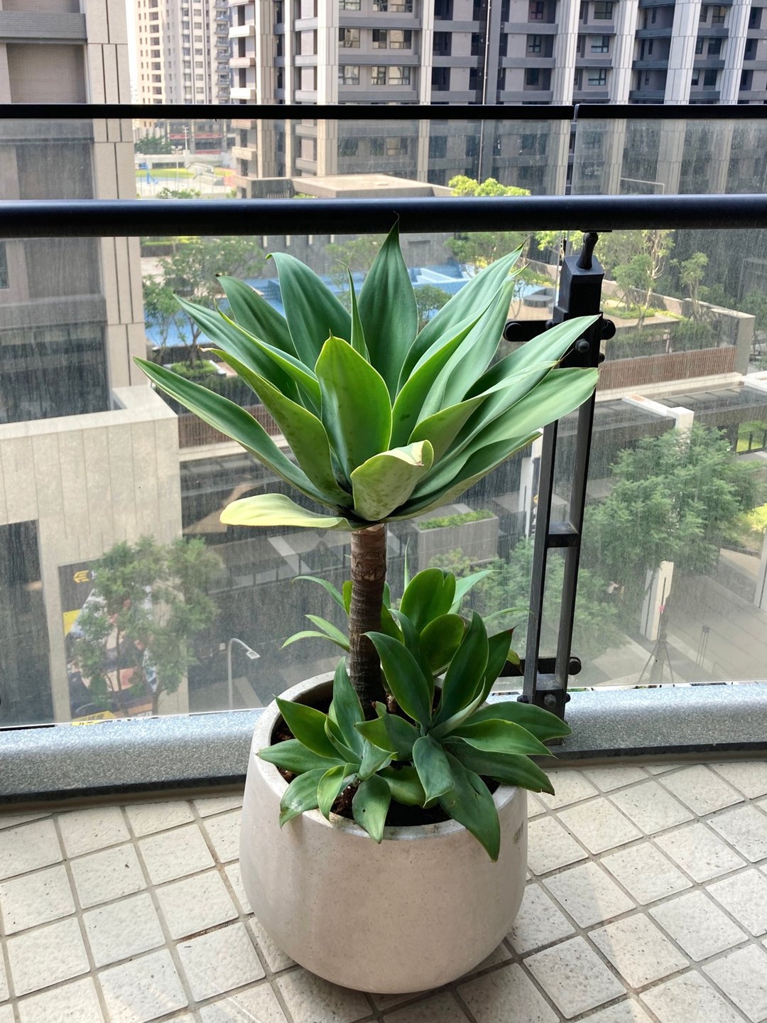 【高光植栽】 翡翠盘龙舌兰  | 水磨石瓮盆 - 植栽/盆栽 - 植物．花 