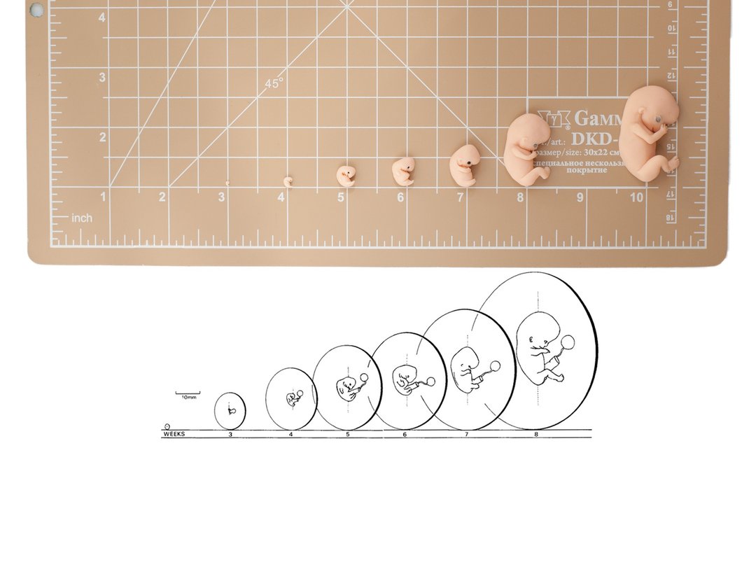 FLAT Set of 1st trimester of pregnancy, 3-4-5-6-7-8-10 postovulatory weeks - 玩偶/公仔 - 其他材质 