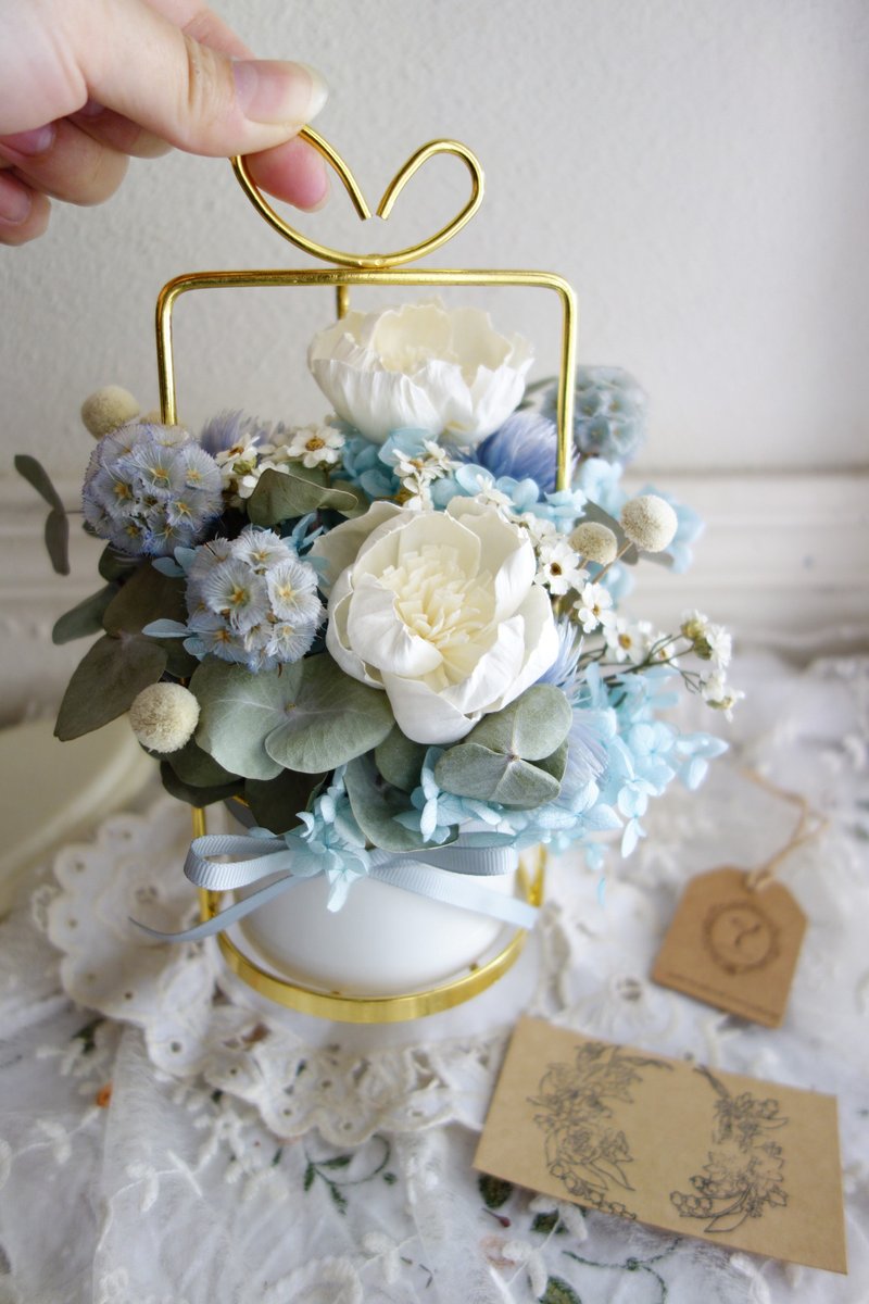 盆花-海洋蓝白色调金盆花礼/开幕/生日/新居落成/交换礼物 - 干燥花/捧花 - 植物．花 绿色