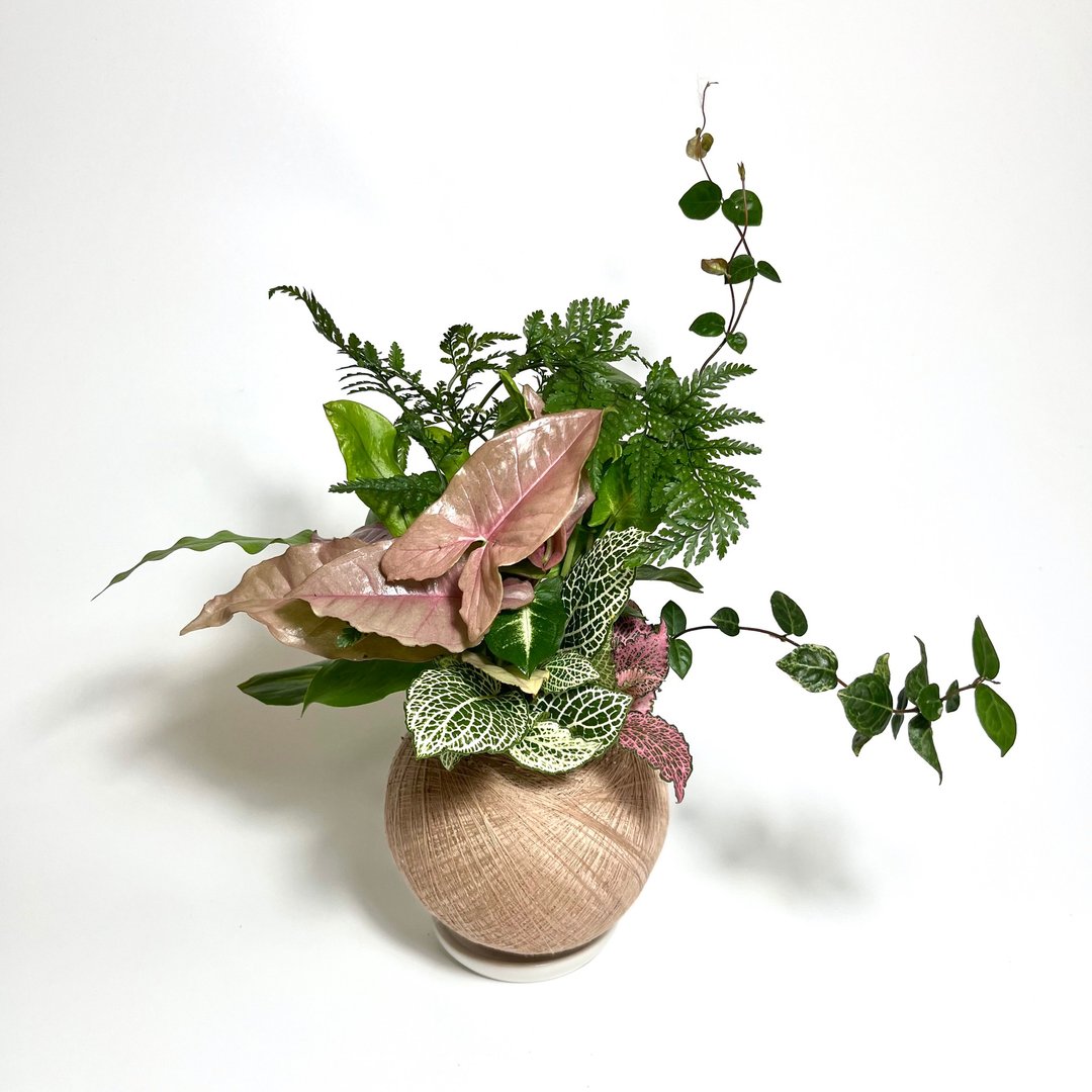 粉红合果芋 八品组合植栽苔球 - 植栽/盆栽 - 植物．花 