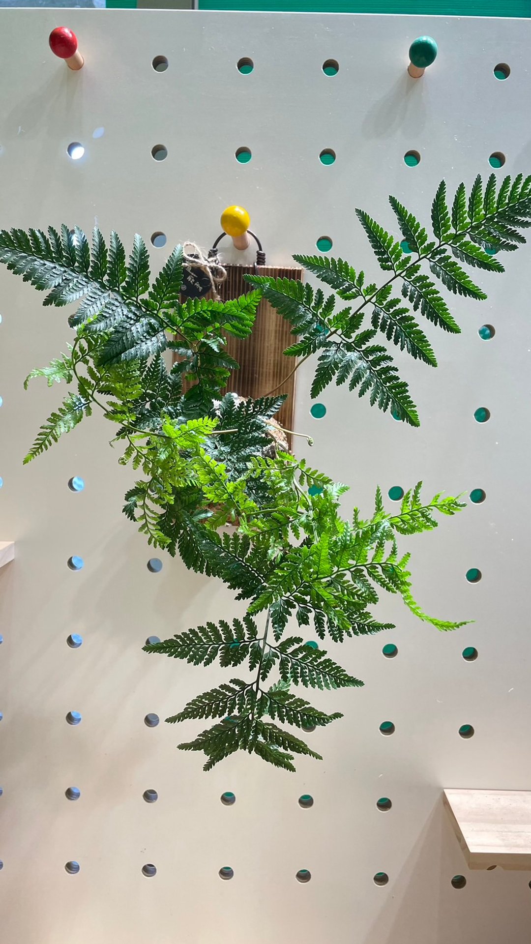 【植蕨所在】 兔脚蕨 居家摆设 墙面摆设 水苔植物 水苔植物上板 - 植栽/盆栽 - 植物．花 