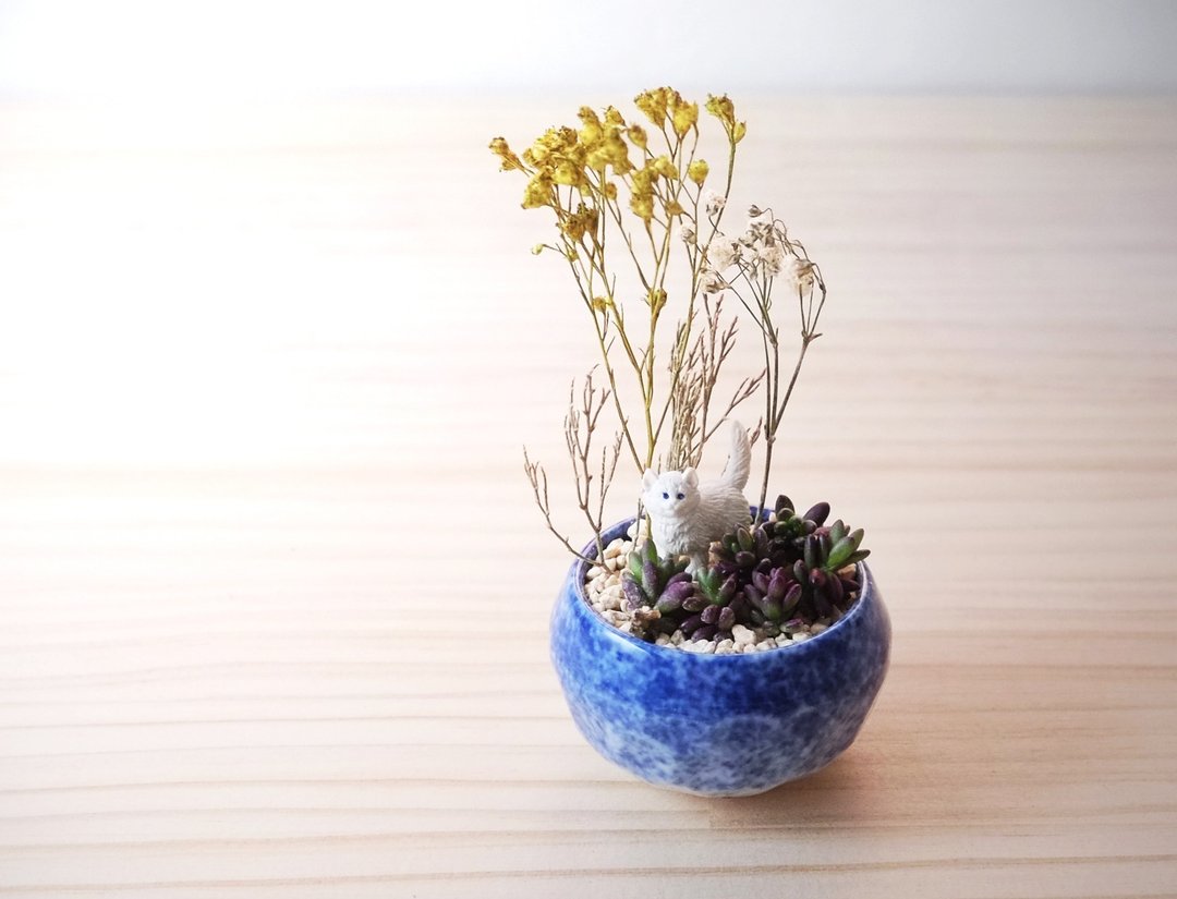 〈休息时间〉多肉植物 猫 盆栽  <Break> potted - 植栽/盆栽 - 瓷 蓝色