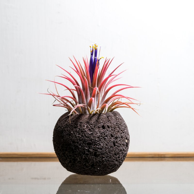 陨石星球上的精灵人-空凤大精灵  礼物开幕贺礼 - 植栽/盆栽 - 石头 绿色