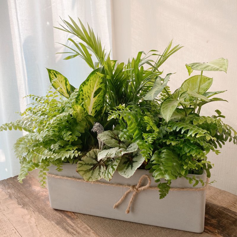 斑马森林 室内观叶植物 开幕植栽 森林系植栽 - 植栽/盆栽 - 植物．花 绿色