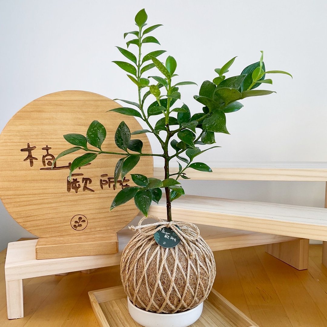 圆叶竹柏 手工编织水苔球植物 净化空气 绿色植栽 - 植栽/盆栽 - 植物．花 