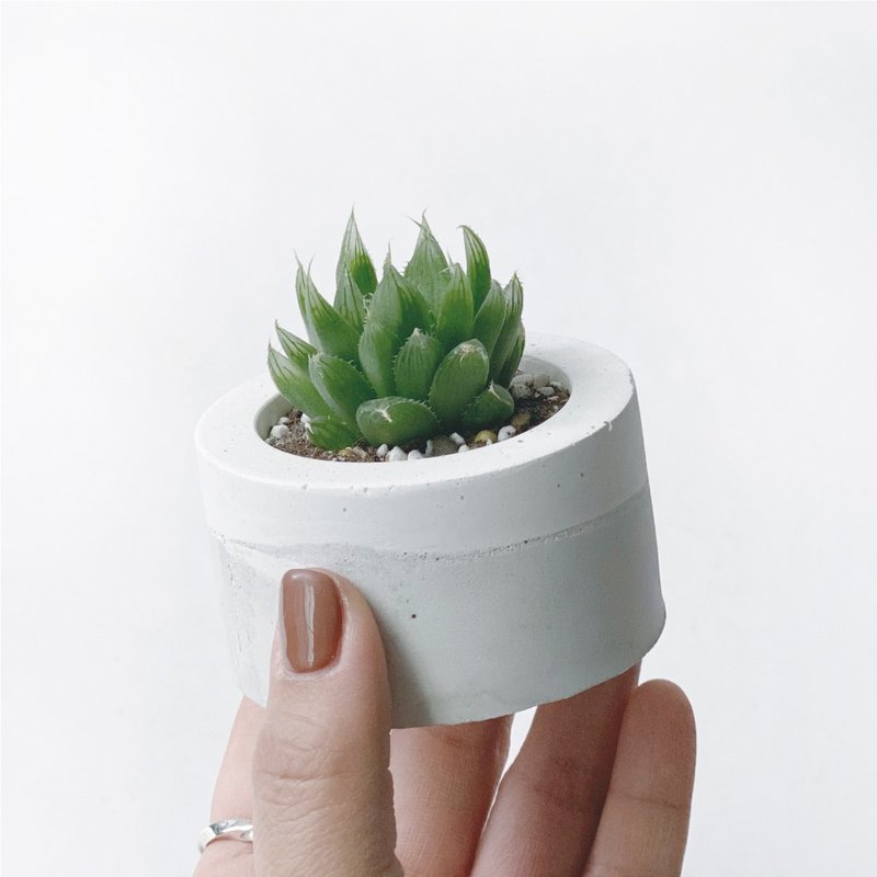 (现货) 白灰渐层系列 | 曲水之宴 百合科 小圆形水泥多肉植栽 - 植栽/盆栽 - 植物．花 灰色