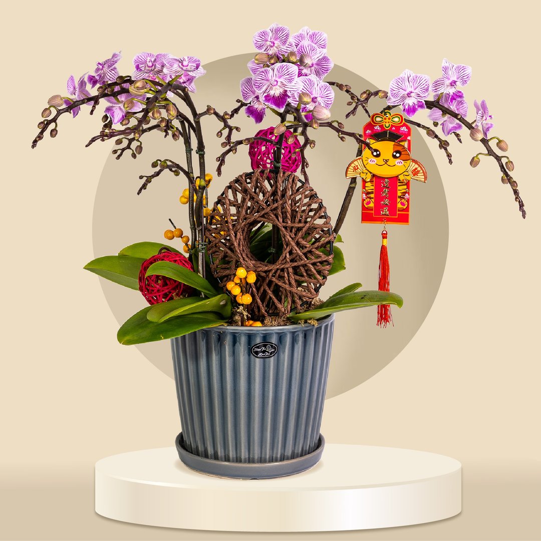 小品蝴蝶兰亚丽娜5棵 (GF00068) 兰花 新春兰花 年花 自家兰花园 - 植栽/盆栽 - 植物．花 