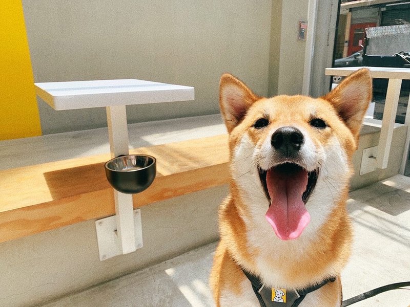 泡泡宠物碗/友善宠物碗/狗碗/护颈碗/架高碗 / dog cat / bowl - 碗/碗架 - 塑料 白色