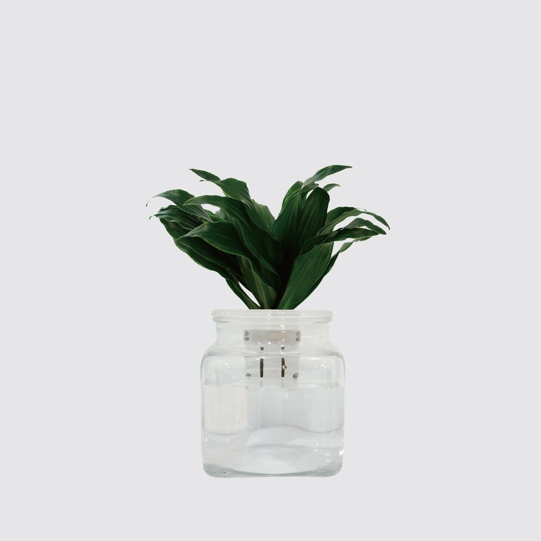 │ 玻璃系列 │阿波罗 - 吸附灰尘 鱼水共生 水耕植物 室内盆栽 - 植栽/盆栽 - 植物．花 