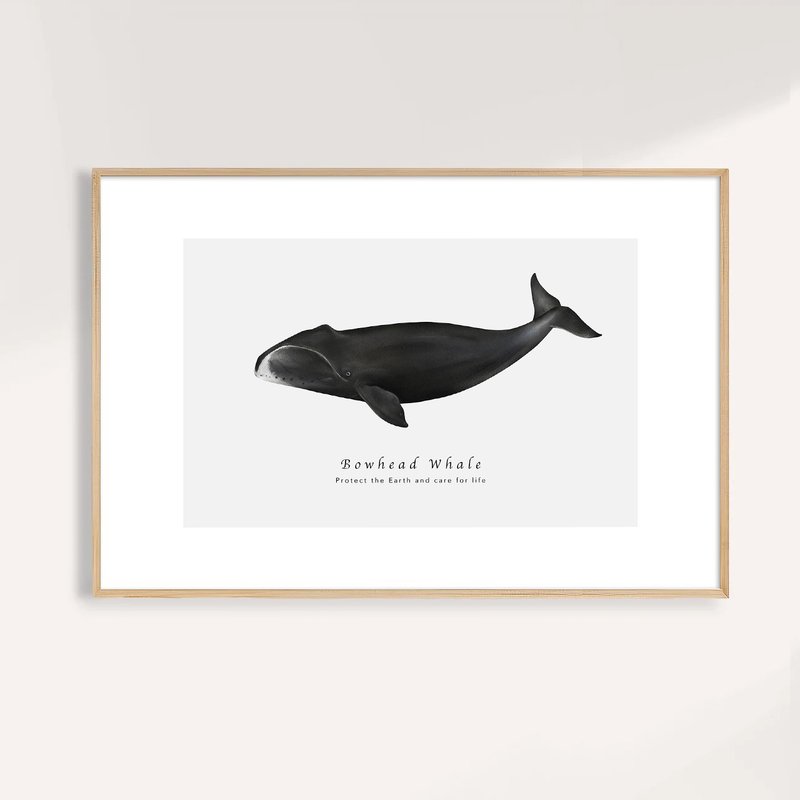 弓头鲸 Bowhead Whale / 海洋动物插画挂画 / 艺术无框输出 - 海报/装饰画/版画 - 纸 