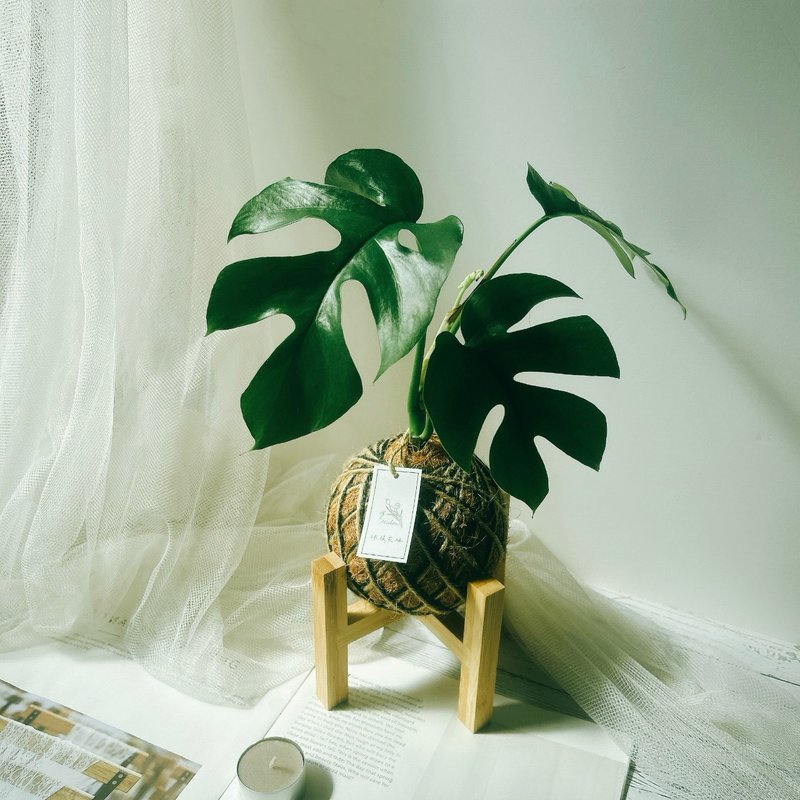 小苔球 姬龟背芋 植栽 室内植物 - 植栽/盆栽 - 植物．花 