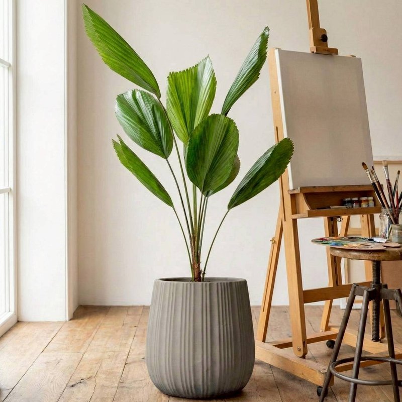 圆扇蒲葵灰条纹水泥盆栽 开幕盆栽推荐 - 植栽/盆栽 - 陶 灰色