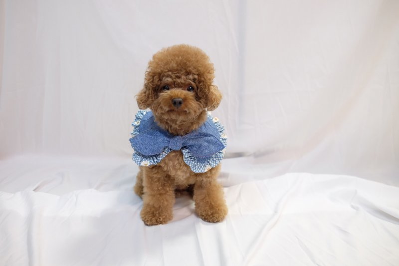 蓝色格仔花花  大蝴蝶斗篷cut - 绑结款 - 项圈/牵绳 - 棉．麻 