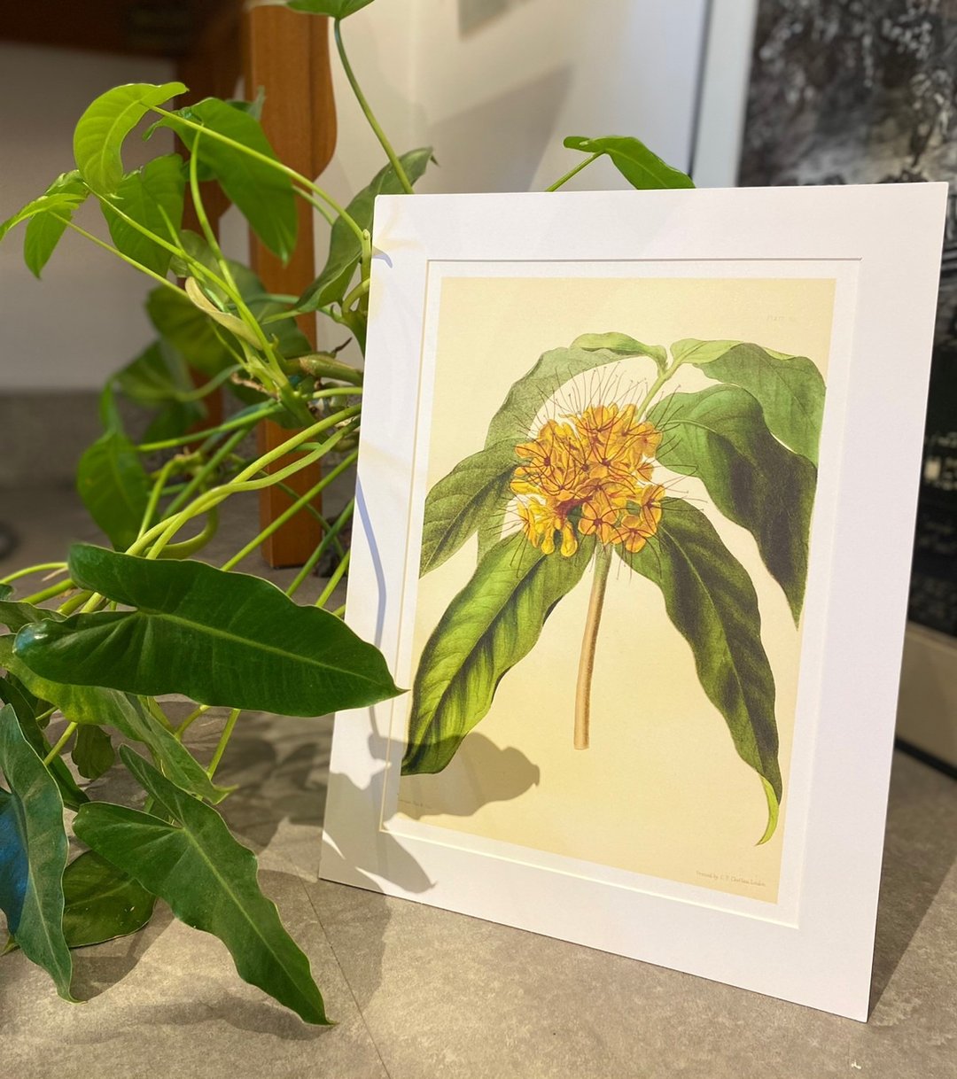 本店独立印制英国古典植物图鉴Flower Garden 花卉插画 - 海报/装饰画/版画 - 纸 
