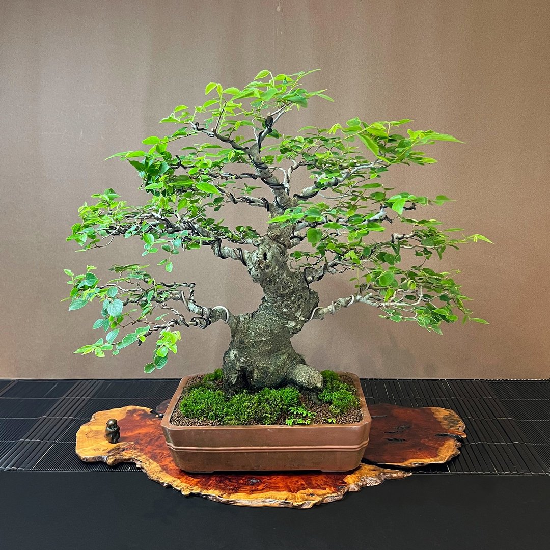 毛朴∣中品模样树形 比赛级古树盆景 - 植栽/盆栽 - 陶 