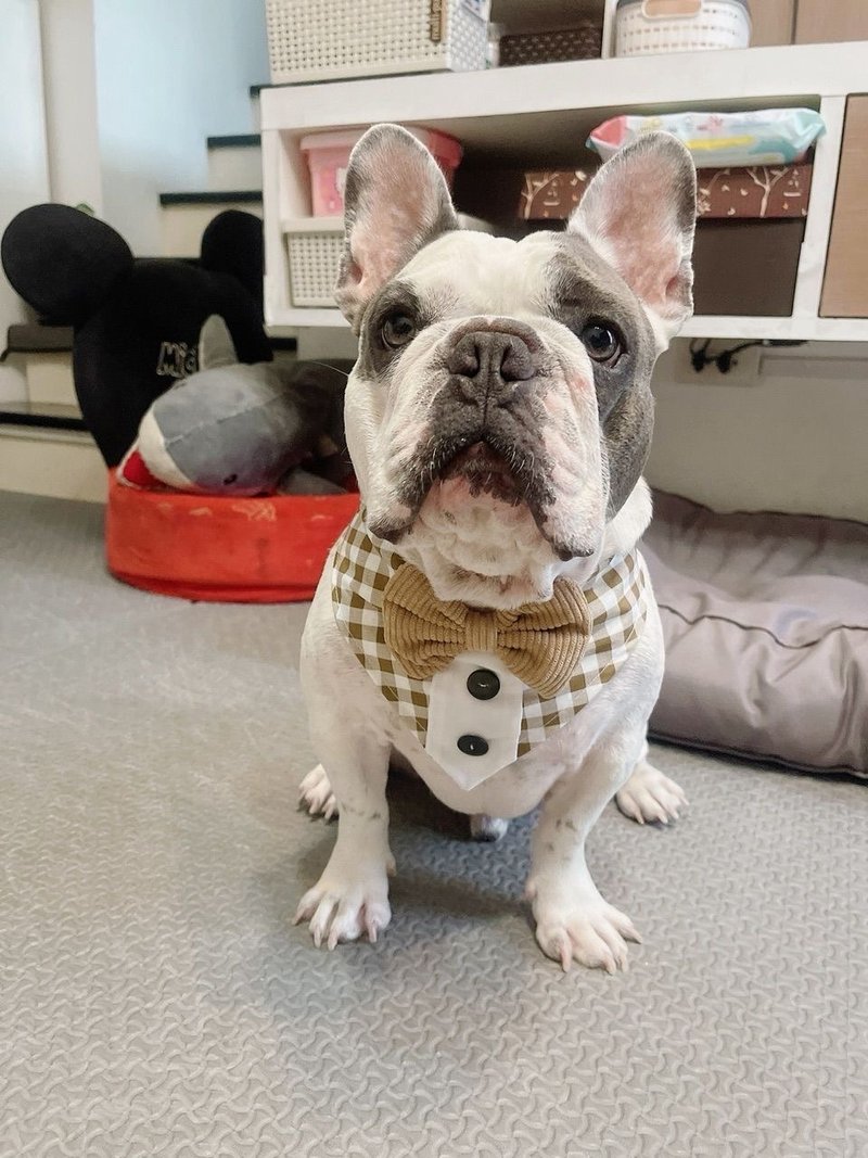 狗和猫的围巾苏格兰奶油色燕尾服模特 - 项圈/牵绳 - 棉．麻 咖啡色