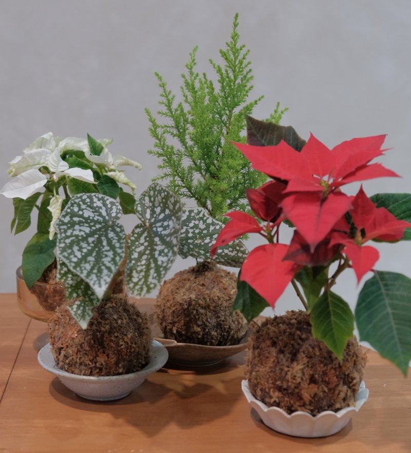 圣诞苔球 香冠柏 圣诞红 秋海棠 - 植栽/盆栽 - 植物．花 