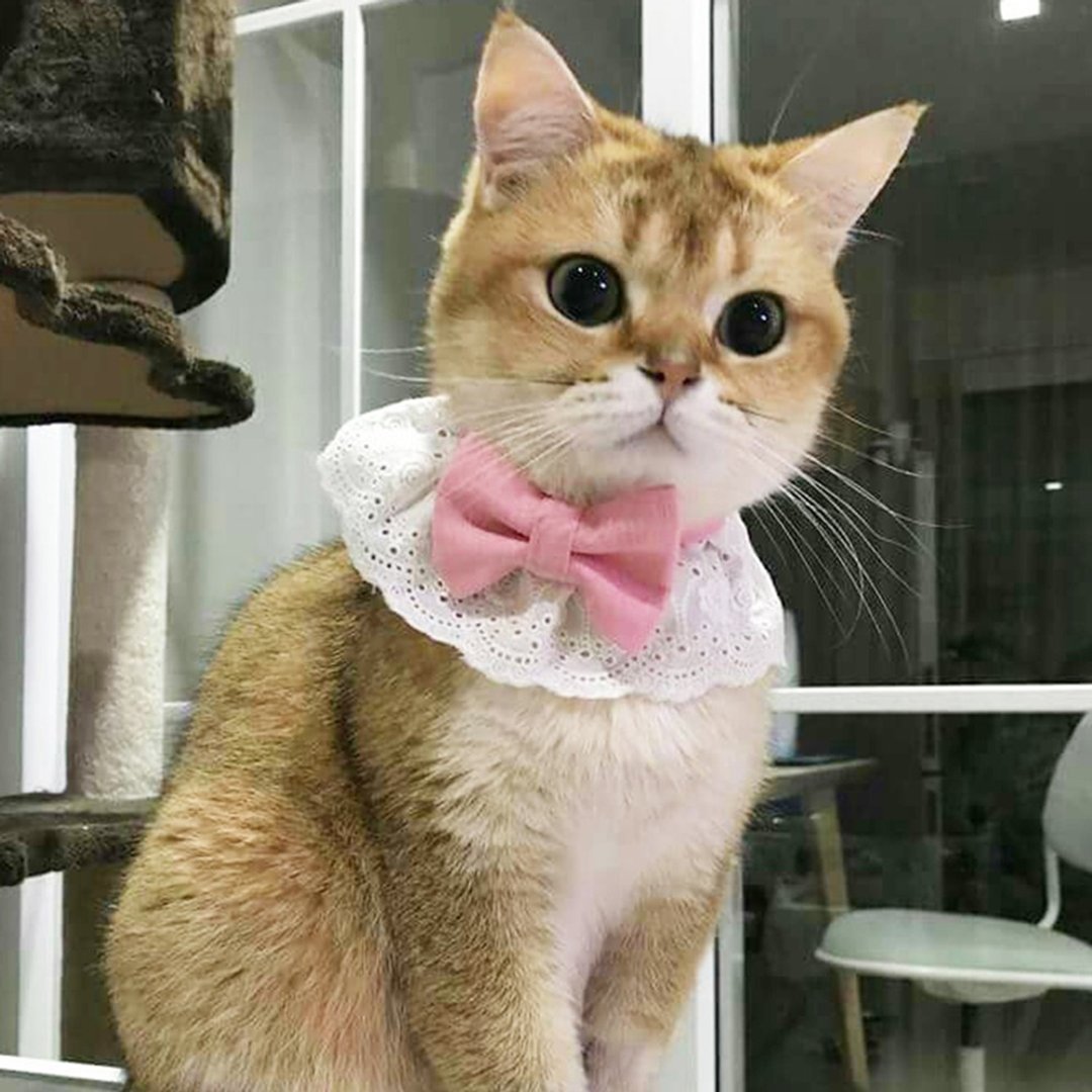 Ella Wang Design Lolita Bowtie 宠物 蕾丝 领结 蝴蝶结 罗莉 - 项圈/牵绳 - 棉 多色