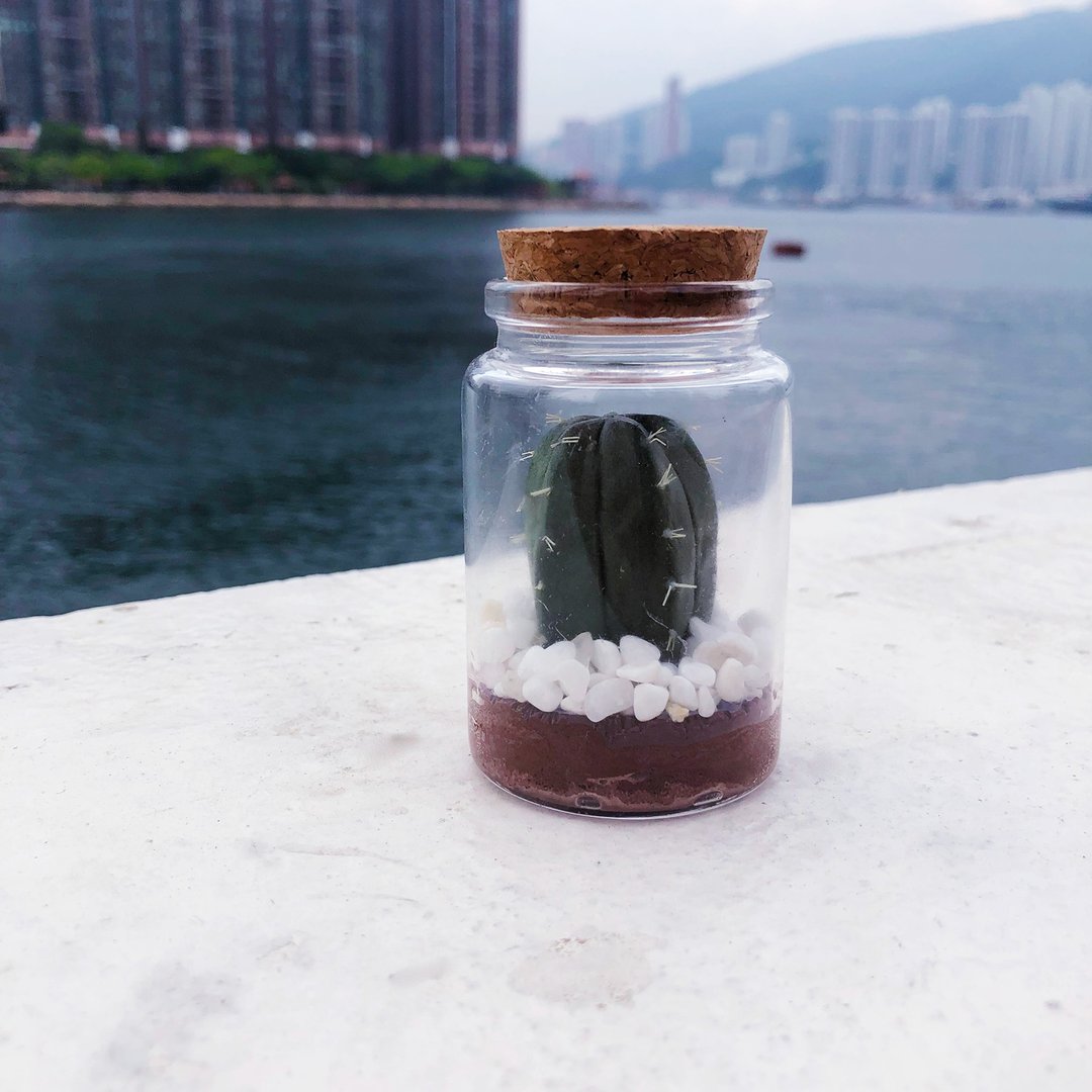 【订货】许愿瓶造型黏土多肉盆栽- 仙人掌 - 植栽/盆栽 - 粘土 