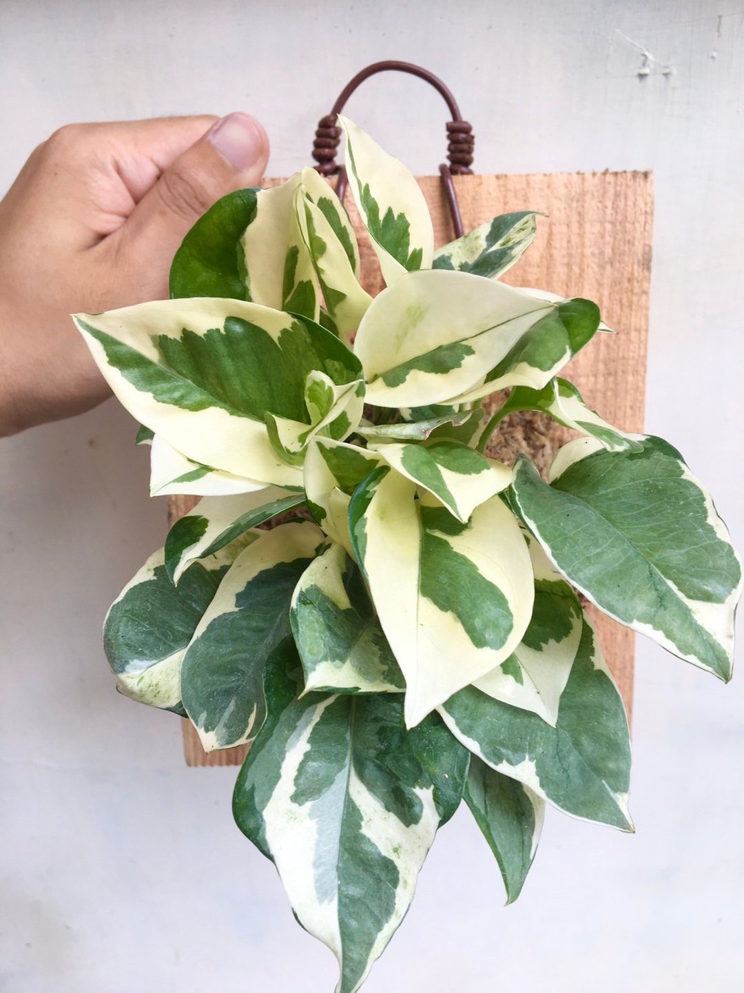 【白金葛】植物上板 办公室植物 黄金葛 观叶植物 室内植物 白泉 - 植栽/盆栽 - 植物．花 